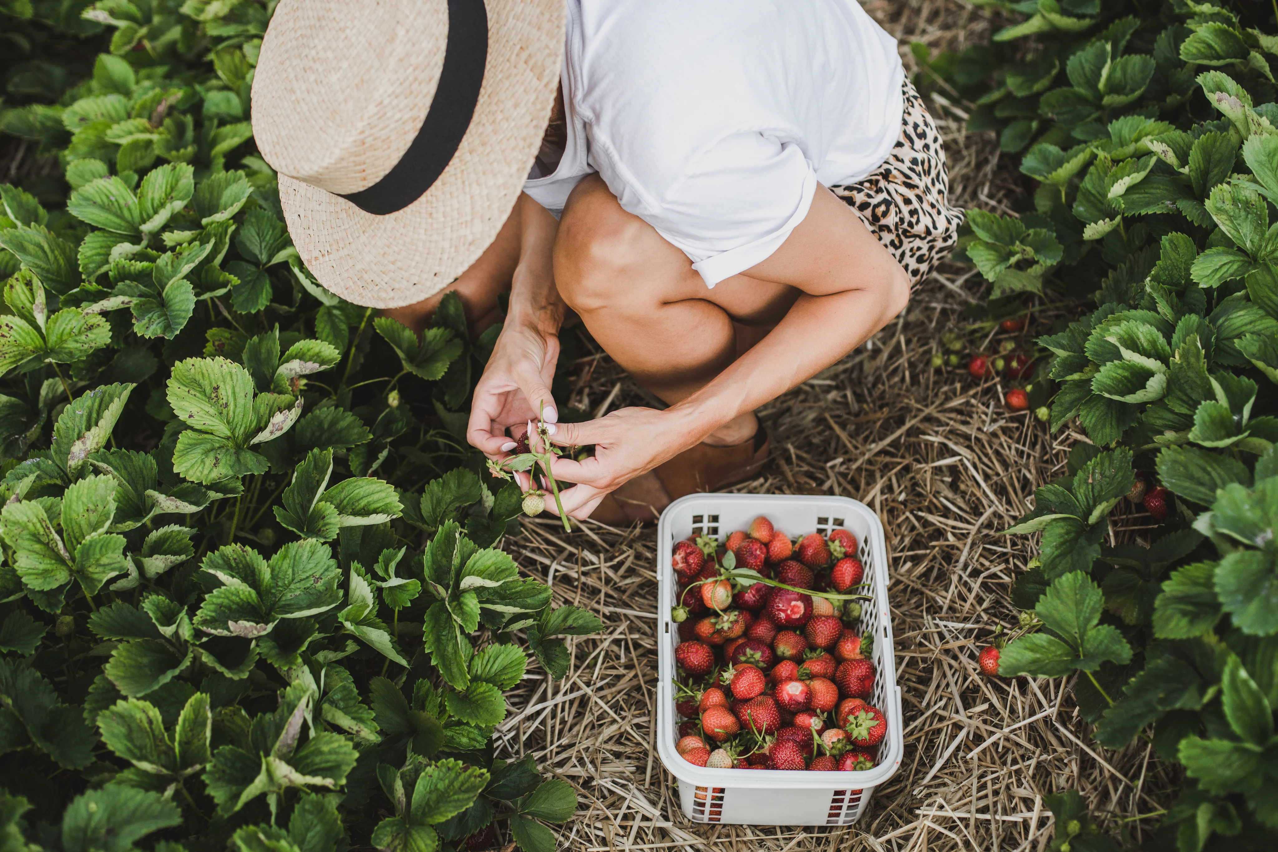 Middleton's Strawberry Festival 2026 - Image 2